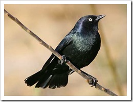 brewers-blackbird