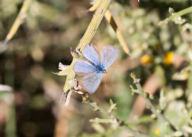 Paphos Blue Butterfly - Cyprus