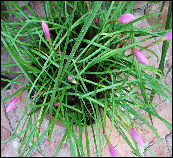 July 9 my garden 004