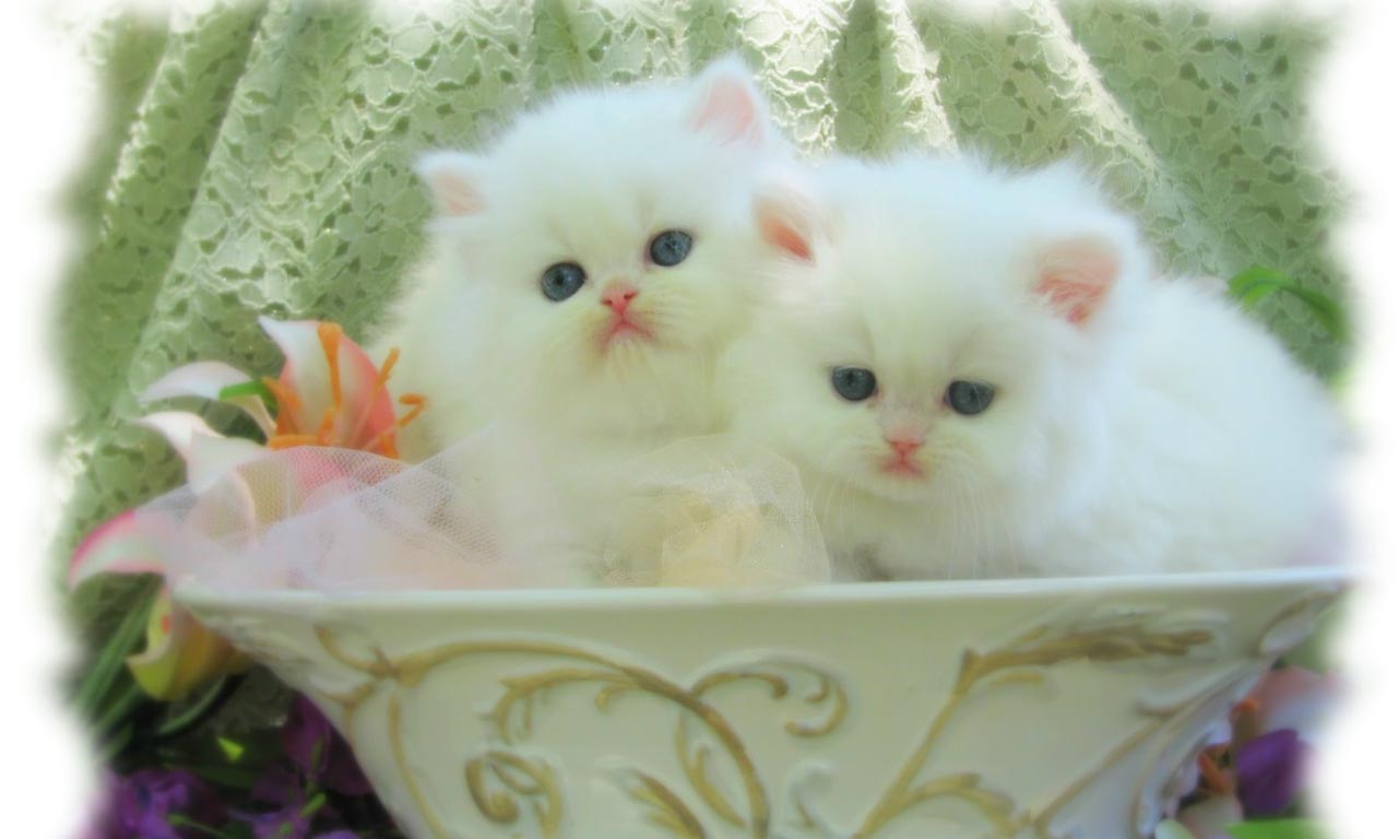 Gambar Kucing Persia Lucu Dan Imut