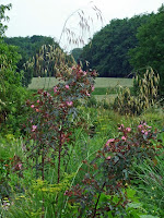 Rosa glauca met stipa