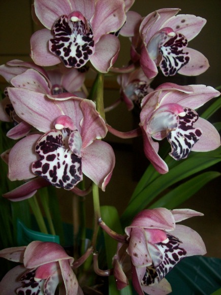 9 different types of flowers Different Types of Orchids Species | 435 x 581