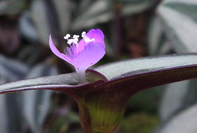 吊竹草的花