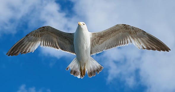 Sistem Pernafasan pada Hewan  Burung Reptil Amfibi Ikan 