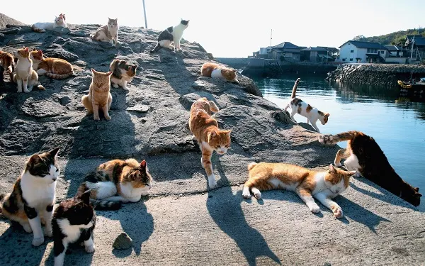 Có Thể Bạn Chưa Biết : Những Đảo Mèo Nổi Tiếng Của Nhật Bản