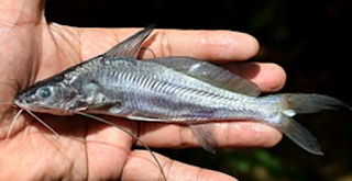 Ikan Senggaringan (Mystus singaringan)