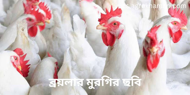 ব্রয়লার মুরগির ছবি