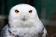 Snowy owl