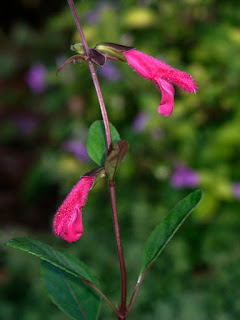Salvia buchananii