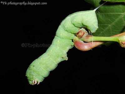 Green Caterpillar