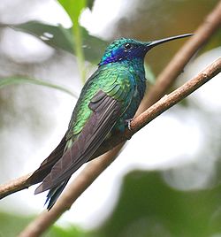 El gavilán y el Colibrí se asocian con el Nahual 12 - Iq