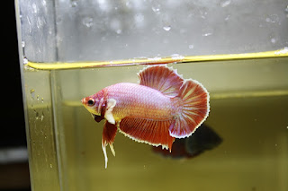 Peixe Betta de Linhagem Pink Cambojano Salamander OverHalfmoon Plakat (Bênny Bettas)