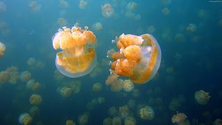 Download Underwater Jellyfish Wallpapers