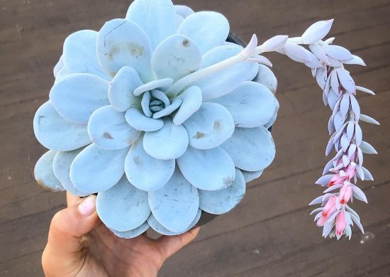 Suculenta Género Echeveria con flor