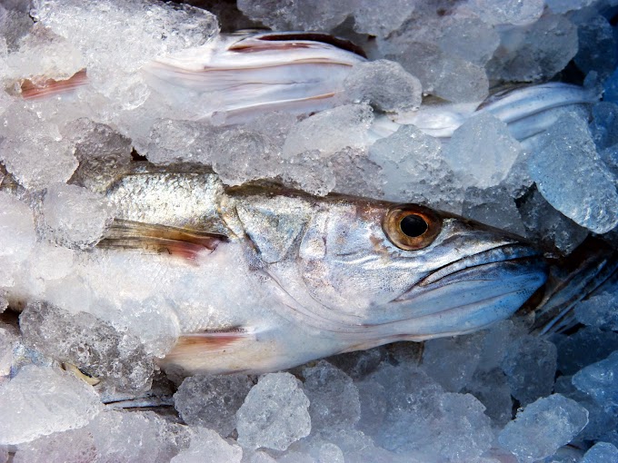 Cómo descongelar el pescado rápidamente y sin poner en peligro nuestra salud