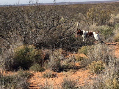 bird dogs and bird hunting