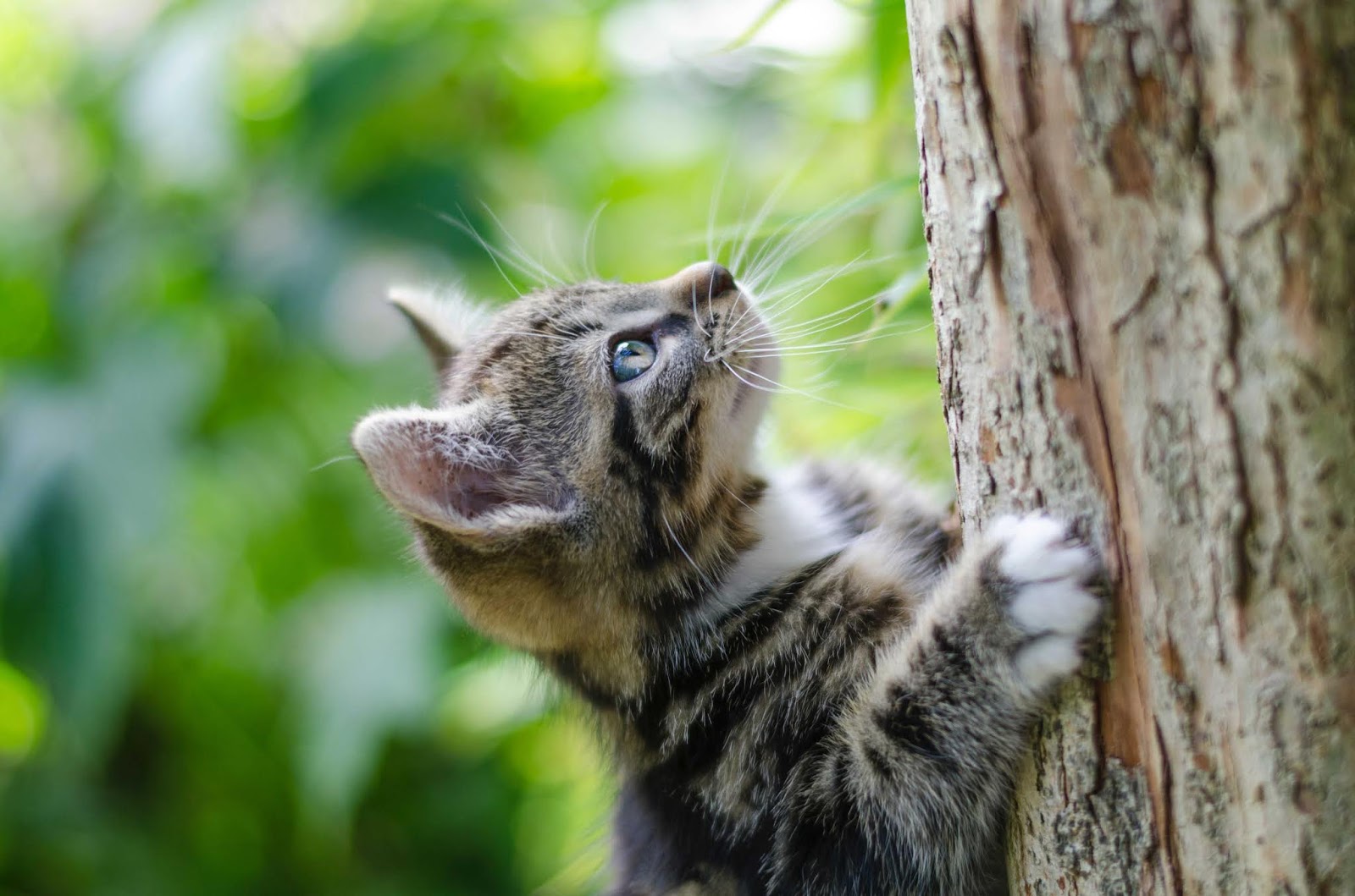 gambar kucing memanjat pokok