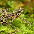Ansonia latidisca toad