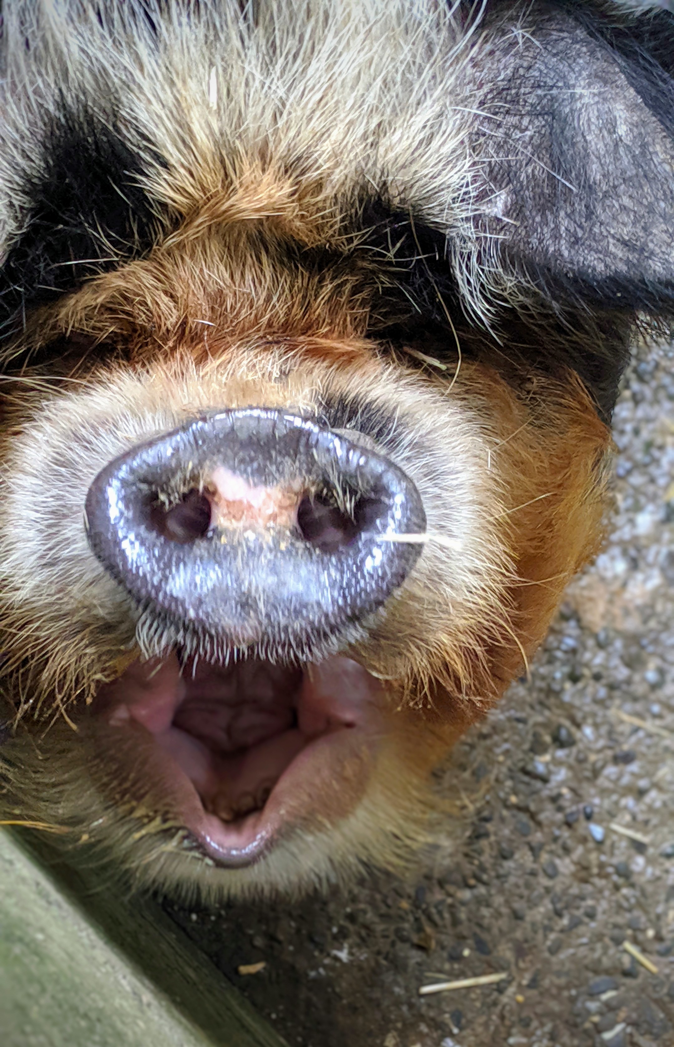 Kunekune pig wanting some feed