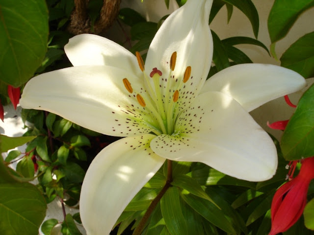 Fotos De Flores Bonitas E Seus Nomes - As flores mais belas do mundo As 10 mais lindas Um site 