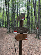 Trail under beech forest on southern flanks of Monte Falterona and trail signs on the way to the source of the Arno River.