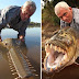 Giant fish that eats crocodiles and humans was discovered