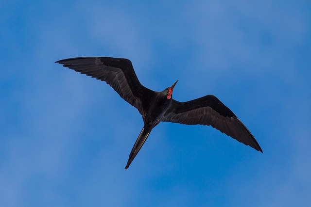 frigatebird