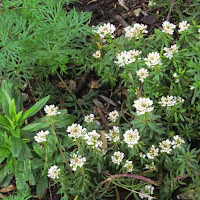 Iberis sempervirens