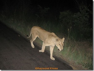 The nomadic males 065