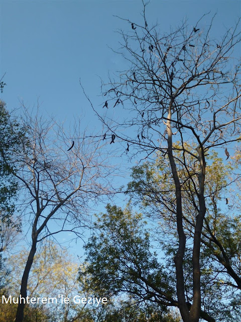 harnup ağacı carob tree