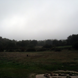 NIEBLA