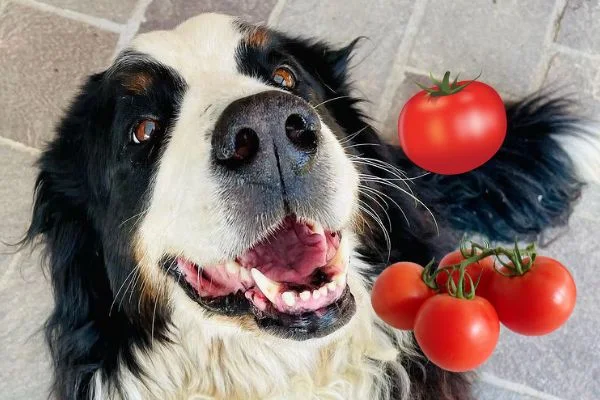 Can tomatoes hurt my dog