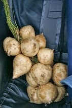 Jicama