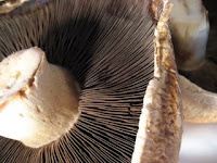 Portobello Mushrooms