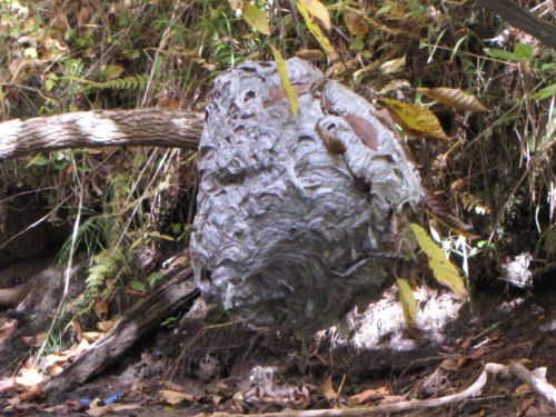 wasp nest