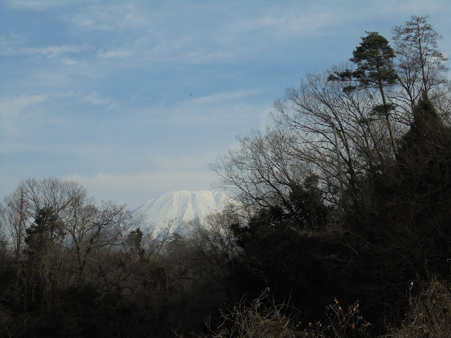 樹木の中から冠雪した大山が美しい