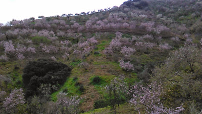 almendros marcona floridos