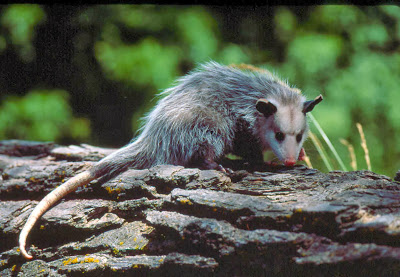 Opossum