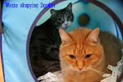 More occupy Lol cats I made Posted by KaliMyst at 11:51 PM 0 comments