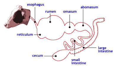 Resim