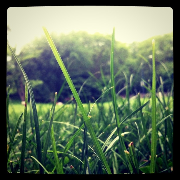 central park springtime. Serene Central Park.