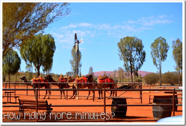 The Camel Farm at Yulara | How Many More Minutes?