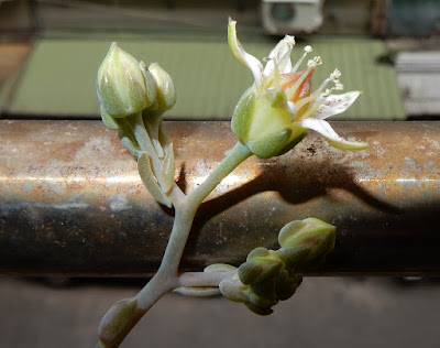 朧月石蓮花的花