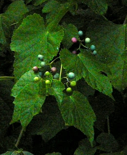 berries