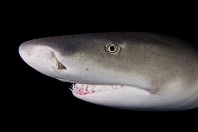 Amazing Sharks | Underwater Sharks Close-Up Stunning Seen On www.coolpicturegallery.us