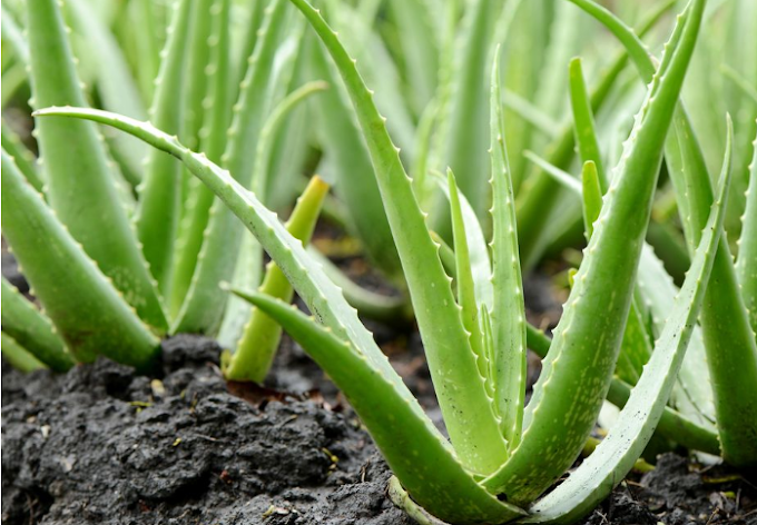 Technology behind Alovera gel | Uses and Benefits