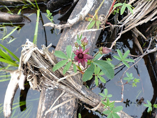 Potentille des marais - Comarum palustre - Comaret