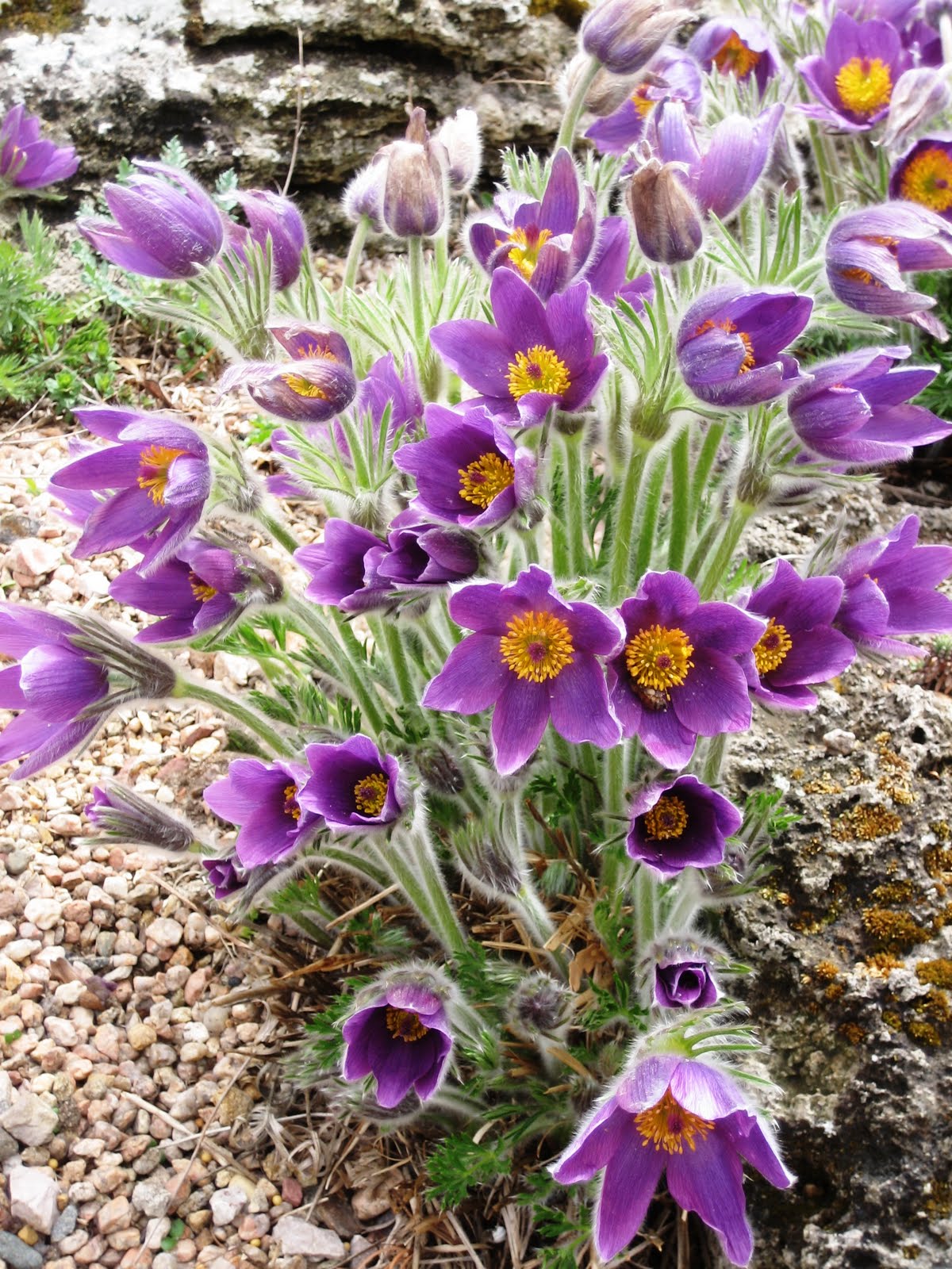 Pasque Flower