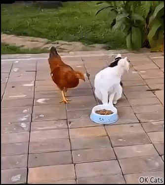 Funny Cat GIF • Cat slapping a chicken that wants to steal his wet food