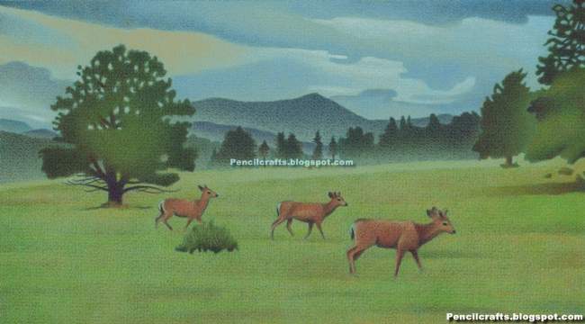 Color Pencil drawing Deer-beginner